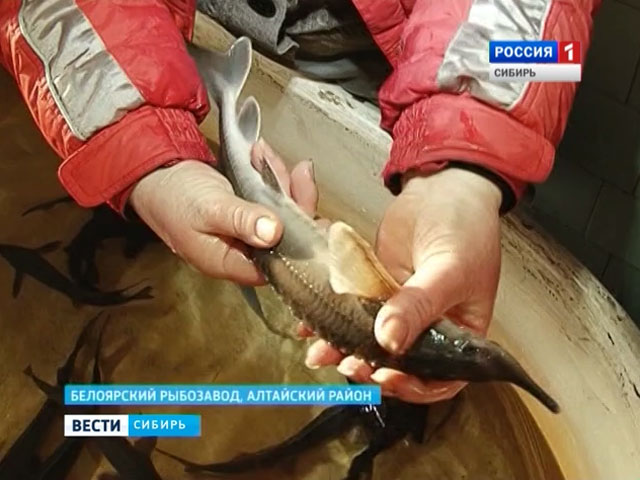 Эксперимент рыбоводов: в Хакасии начинают разводить нельму