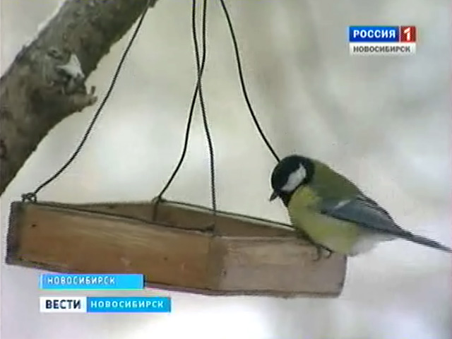 Зимовка мелких пернатых в Новосибирске под угрозой