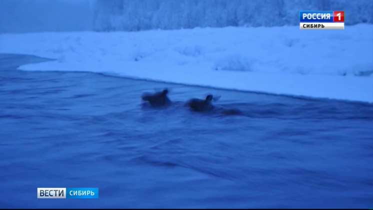 В Кемерове 15 человек спасали лосей из ледяной воды