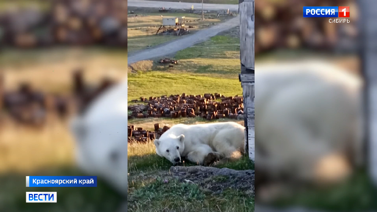 Операцию по спасению белого медведя развернули в Красноярском крае