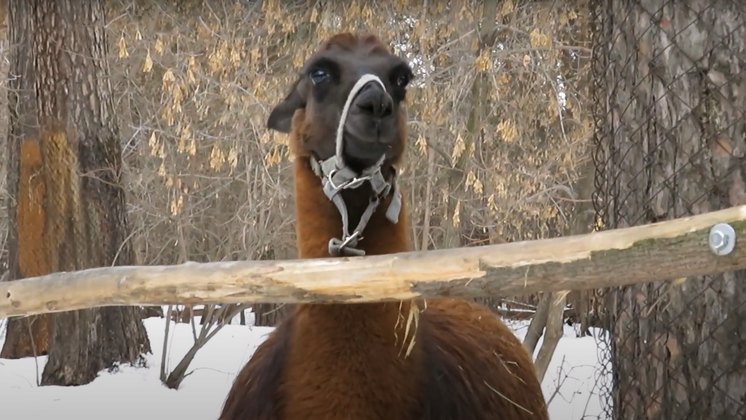 Лама Морошка плюнула в посетительницу новосибирского зоопарка за недостаток внимания