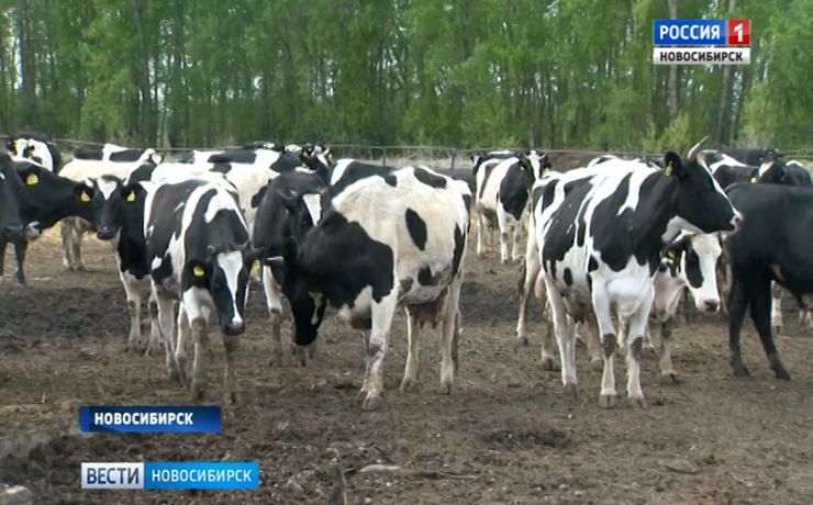 Новосибирское молоко и мясо запретили вывозить из области из-за лейкоза
