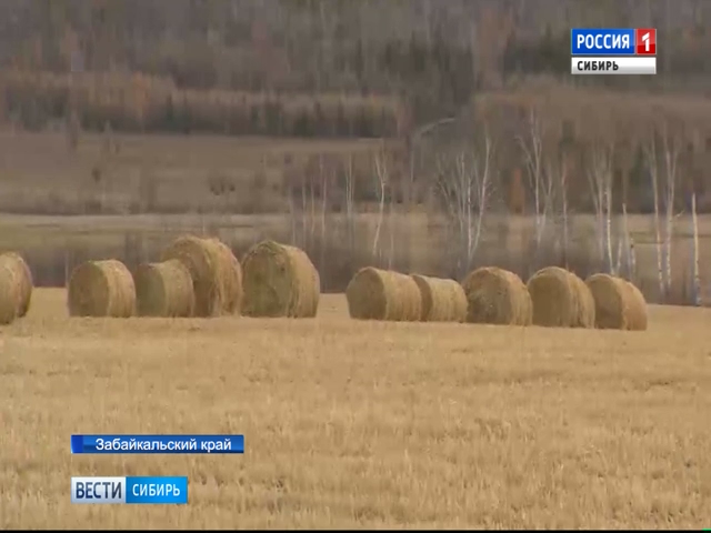 Зимовка скота в Забайкальском крае – на грани срыва