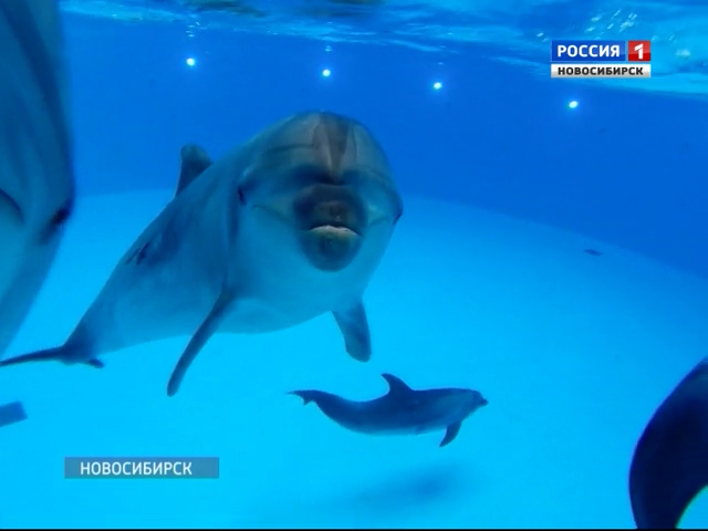 Морская мечта: в Новосибирске поселились дельфины, морские львы и морж