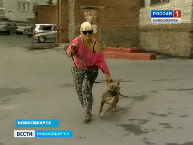 Бойцовая собака напала на девятилетнего ребенка в Новосибирске