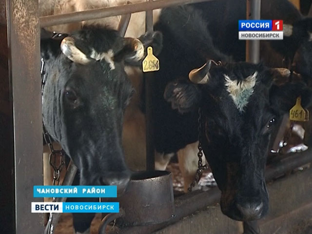 В Новосибирской области увеличили производство молока
