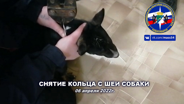 В Новосибирске спасатели сняли металлическое кольцо с шеи собаки