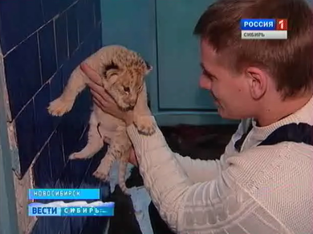 В Новосибирском зоопарке новорожденным львятам нашли кормилицу