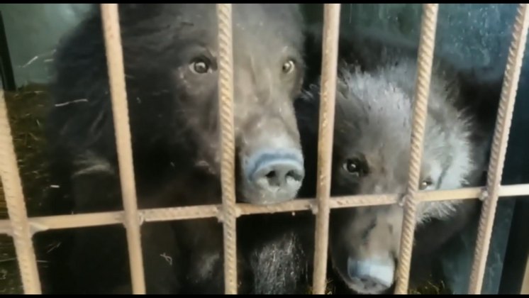 Спасенных в новосибирском лесу медвежат-близнецов показали в спецприюте под Петербургом
