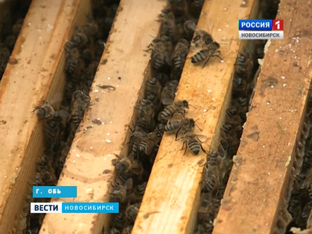 Новосибирские пчеловоды просят поддержки в реализации продукции