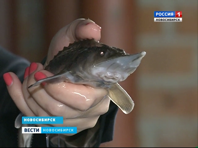 Новосибирские ученые помогут рыбоводам сэкономить