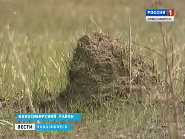 Новосибирские дачники ищут причины появления гигантских кочек на полях