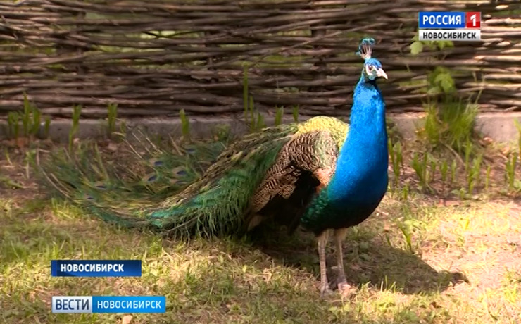 Редкие виды животных пытаются сохранить в Новосибирске