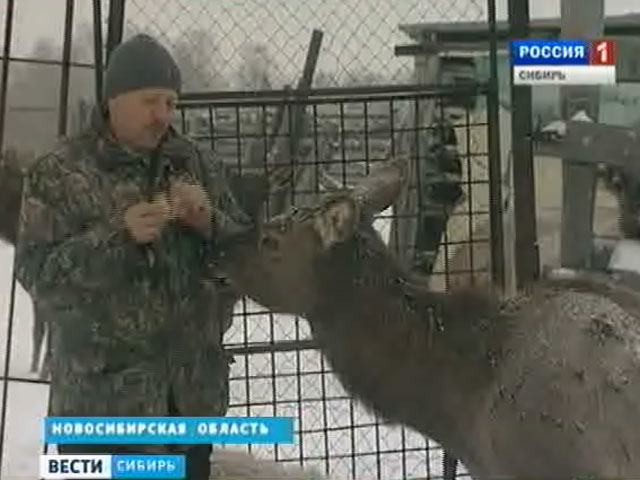 Некоторые фермеры Новосибирской области занимаются не совсем типичным животноводством