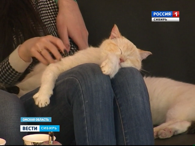 В Омске открылось первое антикафе с котами