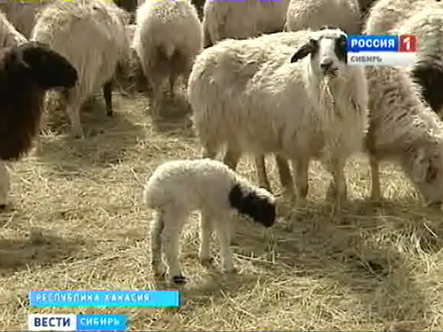 Власти одного из районов Хакасии нашли эффективный подход к развитию животноводства
