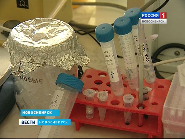 Новосибирские ученые разработали уникальное лекарство от клещевого энцефалита