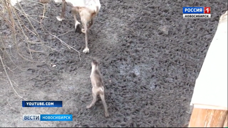 Двое детенышей северных оленей родились в Новосибирском зоопарке