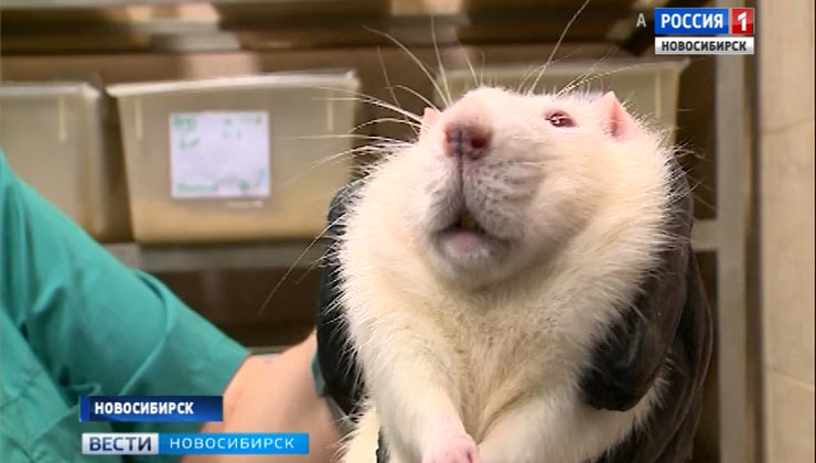 Лабораторные крысы помогают исследовать новосибирским ученым гипертонию и остеопороз