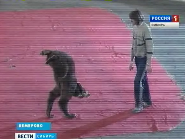 Медведица-циркачка Кассандра приехала на гастроли в Кемерово