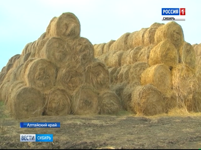 В Алтайском крае аграрии заканчивают уборочную кампанию