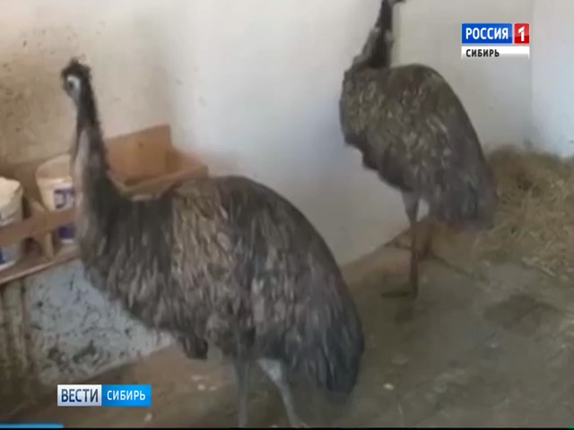 В одной из церквей Кемерово родились страусы