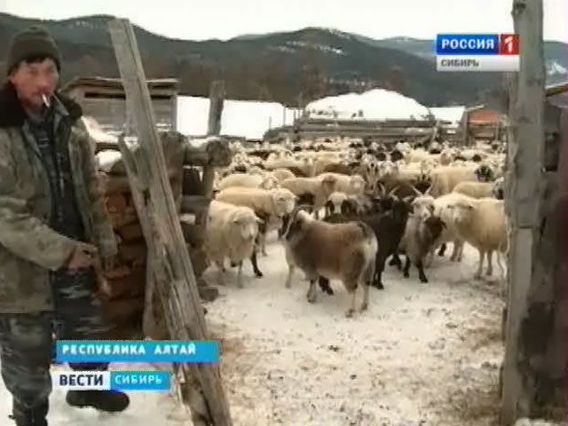 Алтайские крестьяне доказывают: в тайге без электричества можно жить, а не выживать