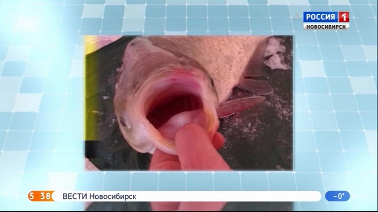 Житель Тогучина поймал странную огромную рыбу в Ине   