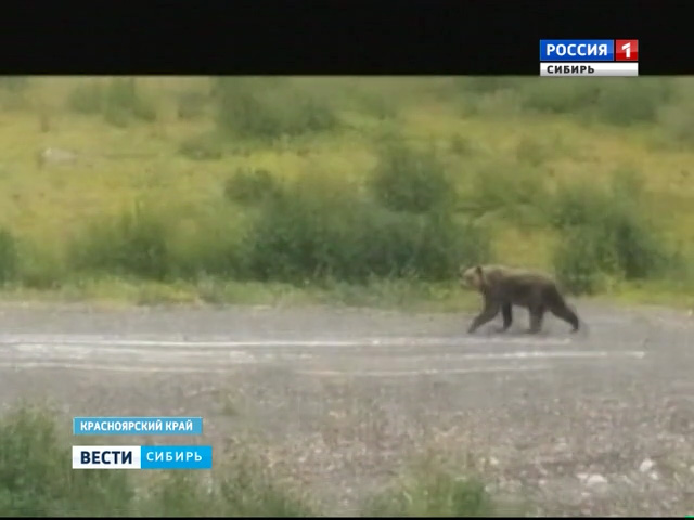 Жители Дудинки заметили бурых медведей в районе норильского аэропорта