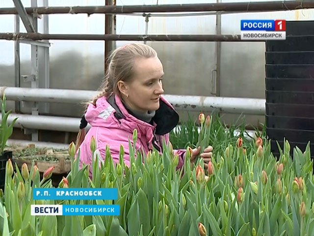 Новосибирские цветоводы готовятся к празднику весны в непростых условиях