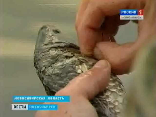 В озерах Новосибирской области стало в десять раз больше рыбы