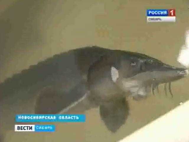 В сибирских регионах ведут борьбу за сохранение рыбных запасов