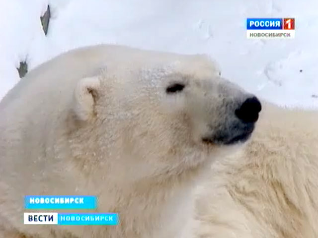 Обитателей новосибирского зоопарка берегут от морозов усиленным пайком и теплым вольером