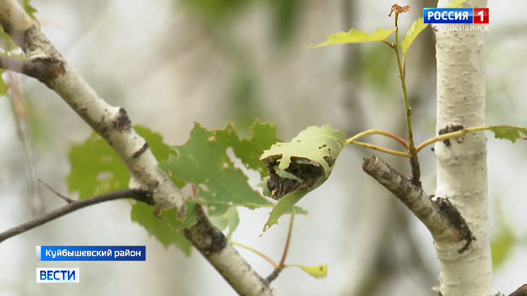 В Новосибирской области нашествие шелкопряда: поражено 40 гектаров леса