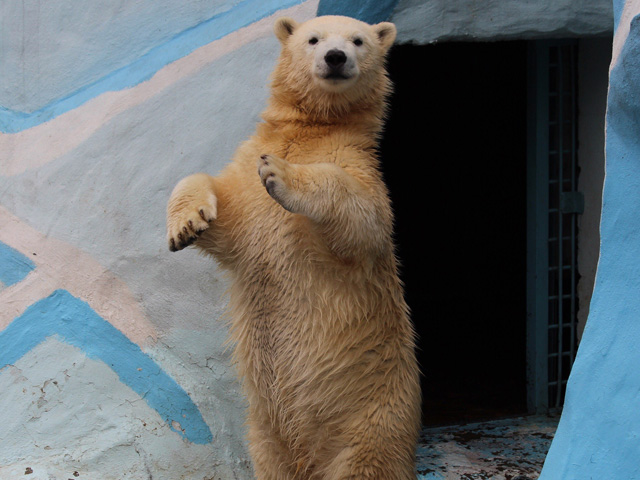 Белый медвежонок из Новосибирского зоопарка празднует первый день рождения