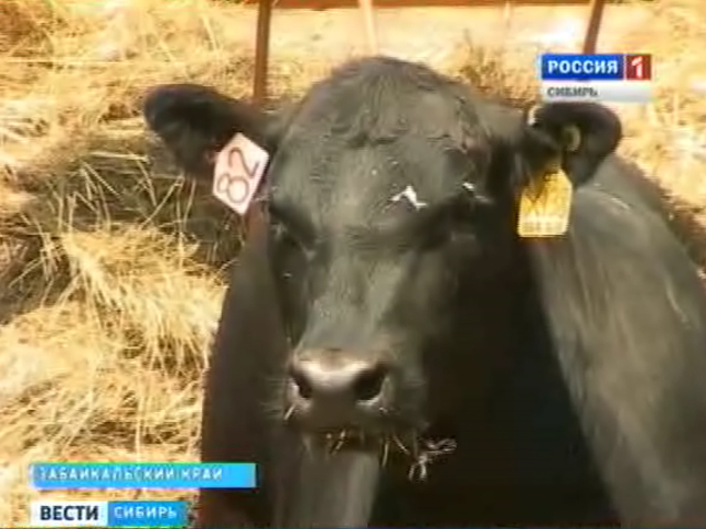 В Приаргунский район завезли партию коров абердин-ангусской породы