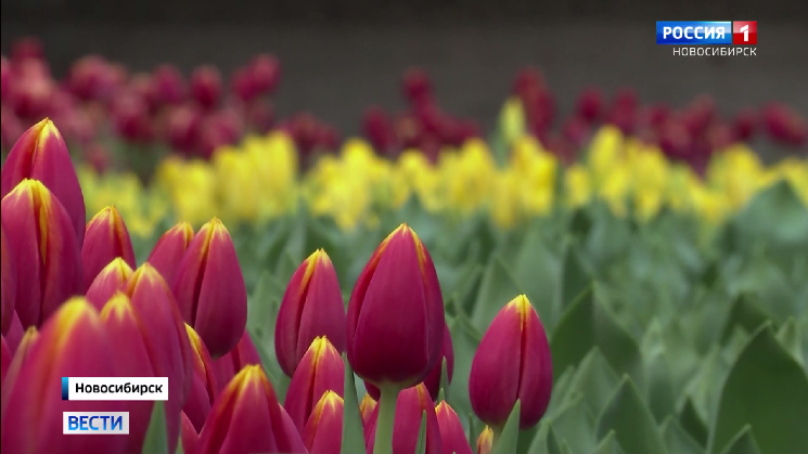 Новосибирские флористы готовятся к наплыву покупателей в преддверии 8 Марта