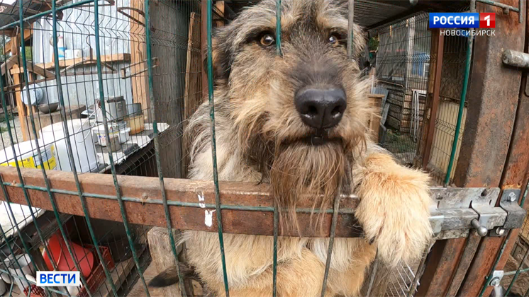 Больше сотни собак могут остаться без еды: волонтёры приюта просят о помощи