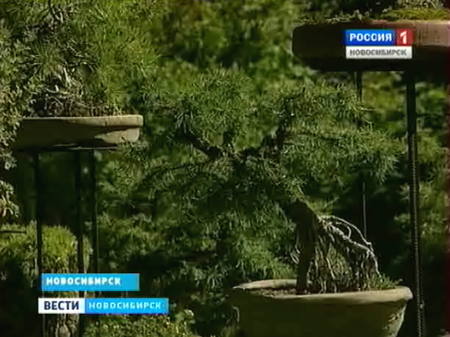 В Новосибирске отмечают юбилей ботанического сада