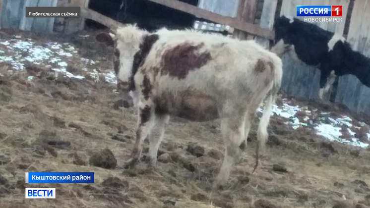 Новосибирский минсельхоз обратится в полицию из-за падежа скота в Кыштовском районе