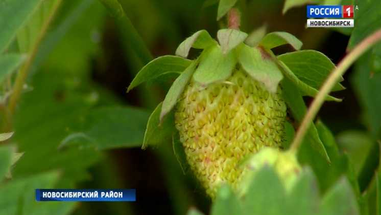 Эксперты дали прогноз на урожай земляники и смородины в Новосибирске