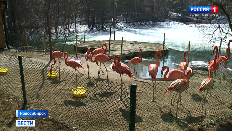 «Вести» узнали, как живут питомцы новосибирского зоопарка в отсутствии посетителей