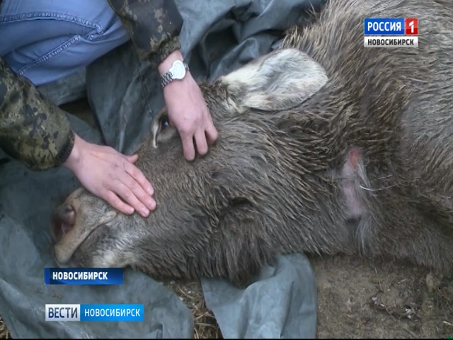 Спасенный лось погиб от стресса в Новосибирском зоопарке
