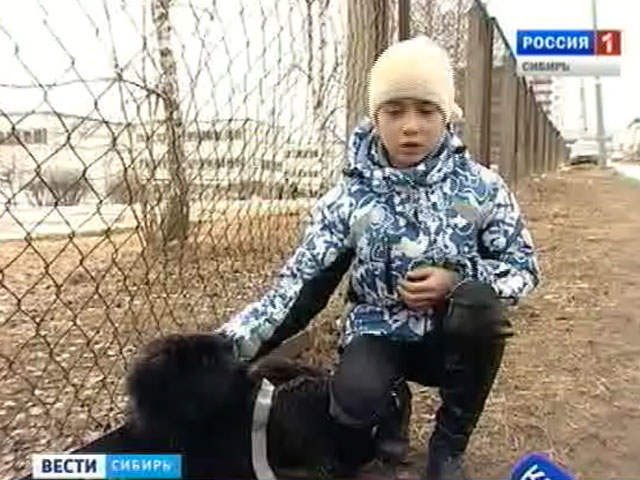 Жители Иркутска столкнулись с жестокостью по отношению к бездомным собакам