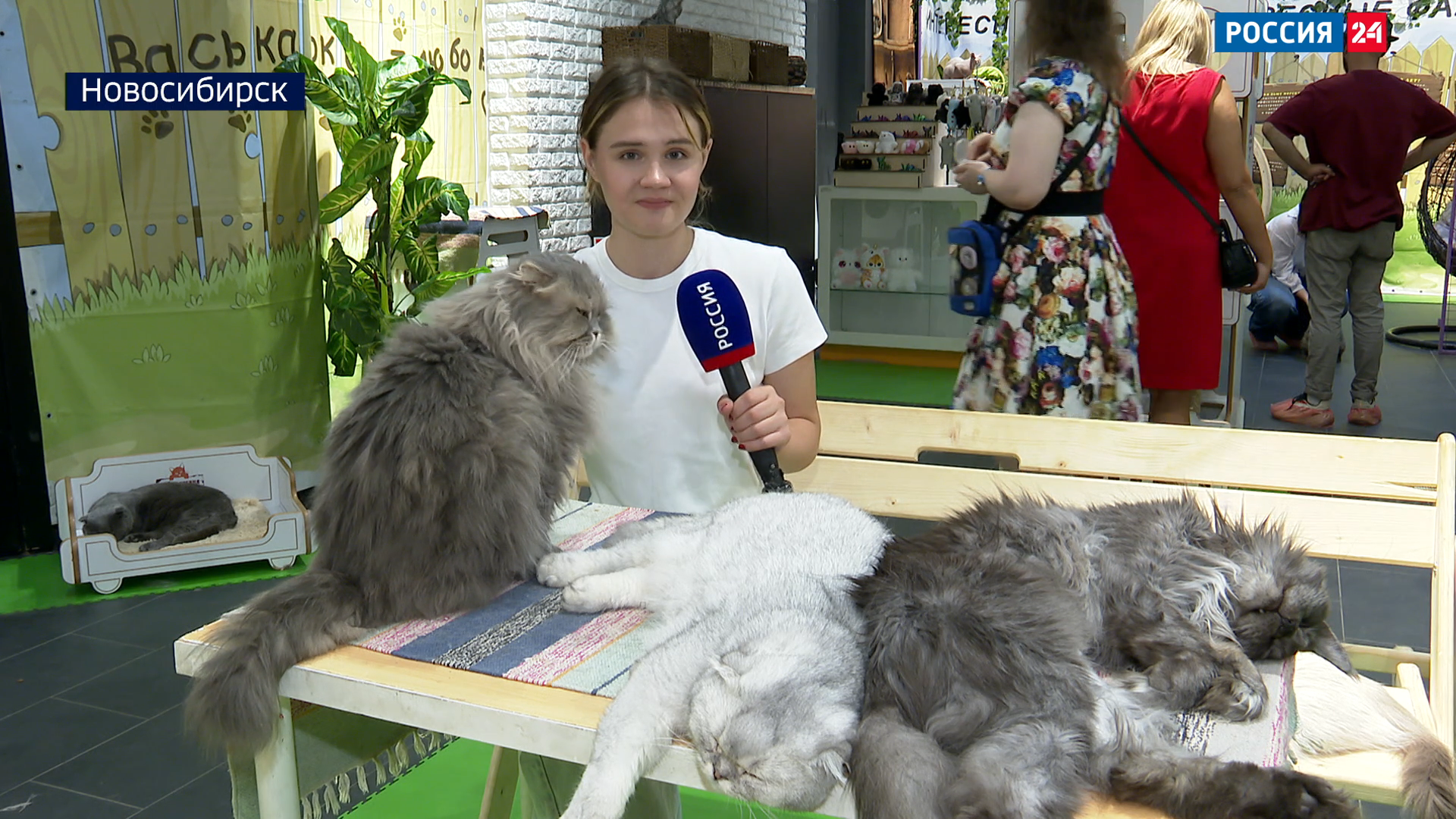 В Новосибирске открыли пункт спасения бездомных кошек