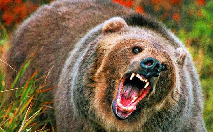 Медведь насмерть задрал геолога в Иркутской области