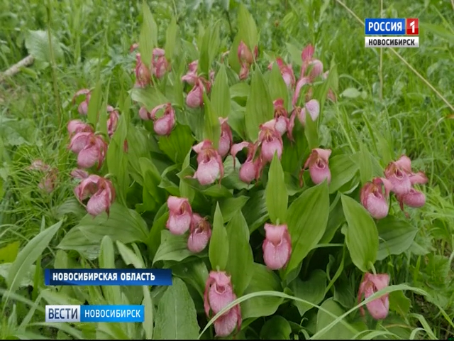Новосибирские общественники просят взять под защиту «заповедник орхидей»