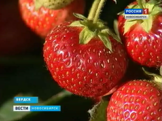 Садоводы Новосибирской области собирают первый урожай земляники