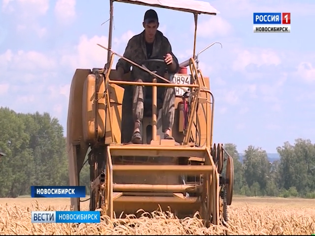 В Новосибирской области первые комбайны вышли на уборку озимой пшеницы