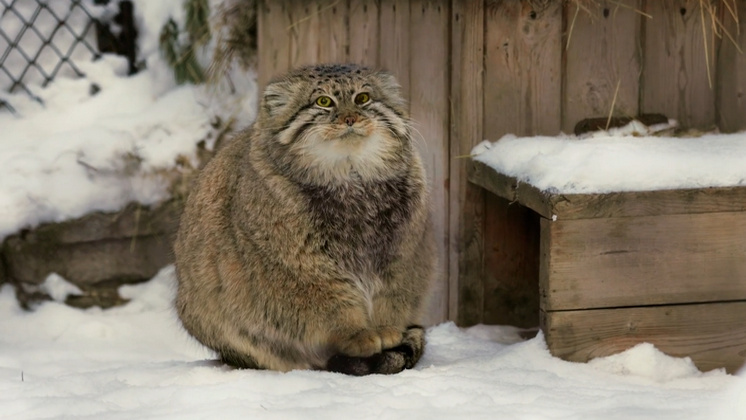 "Кошки" - card from the user Elena in Yandex.Collections